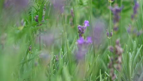 Lavendelpflanzen-Wachsen-Wild-Auf-Dem-Feld