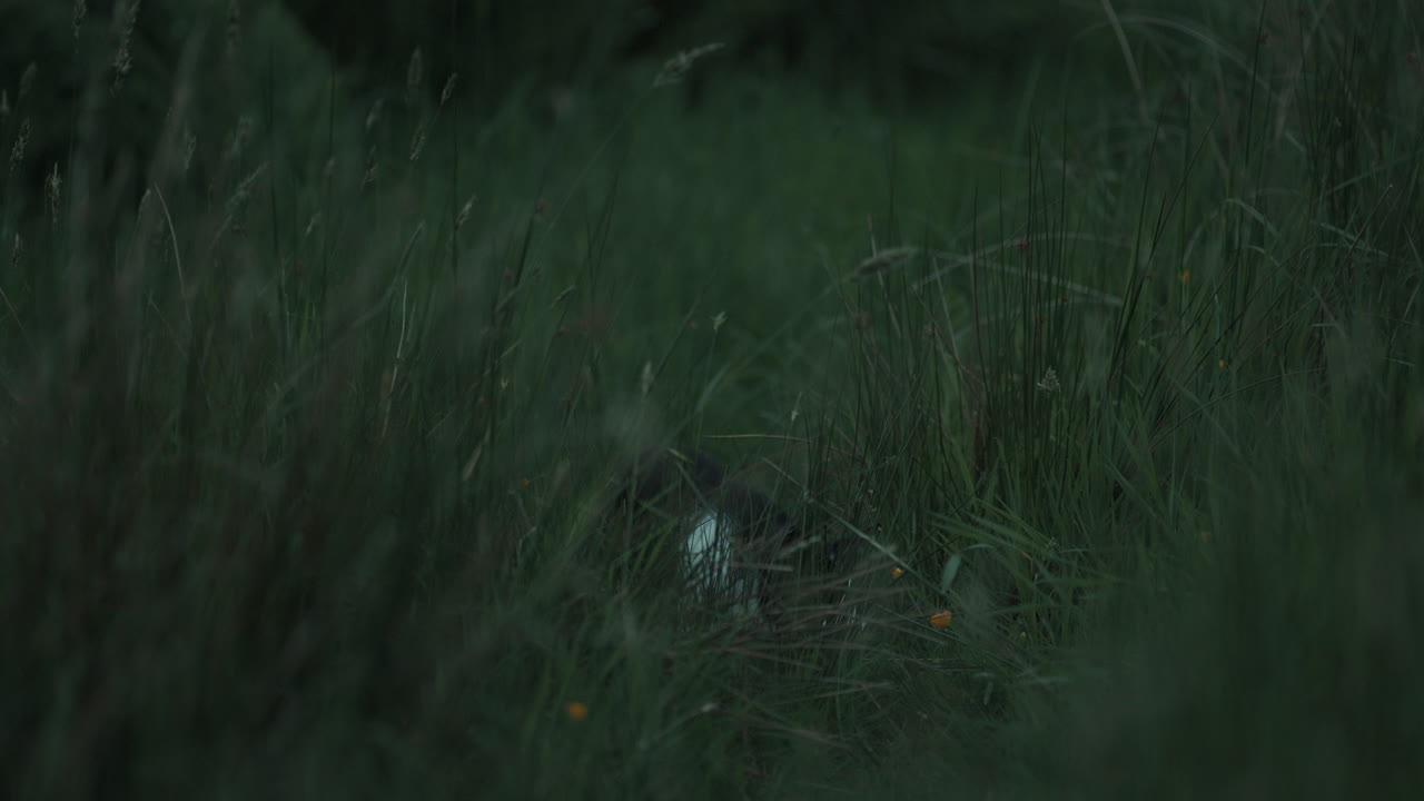 Black and white cat in meadow of long grass in low evening light