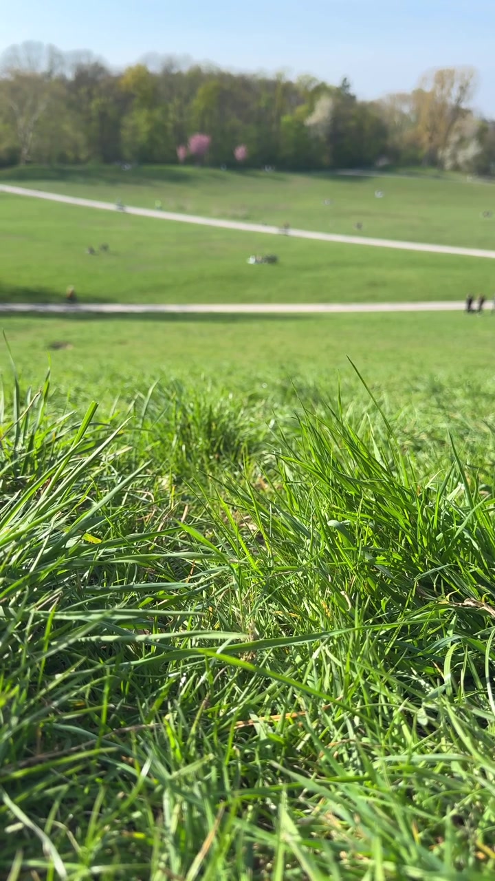 Video verticale di erba in primo piano in un parco pubblico.