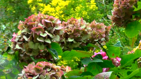 Hortensienpflanze,-Die-Ihre-Farbe-Verliert,-Während-Sie-Sich-Auf-Den-Herbst-Und-Dann-Auf-Den-Winter-Vorbereitet