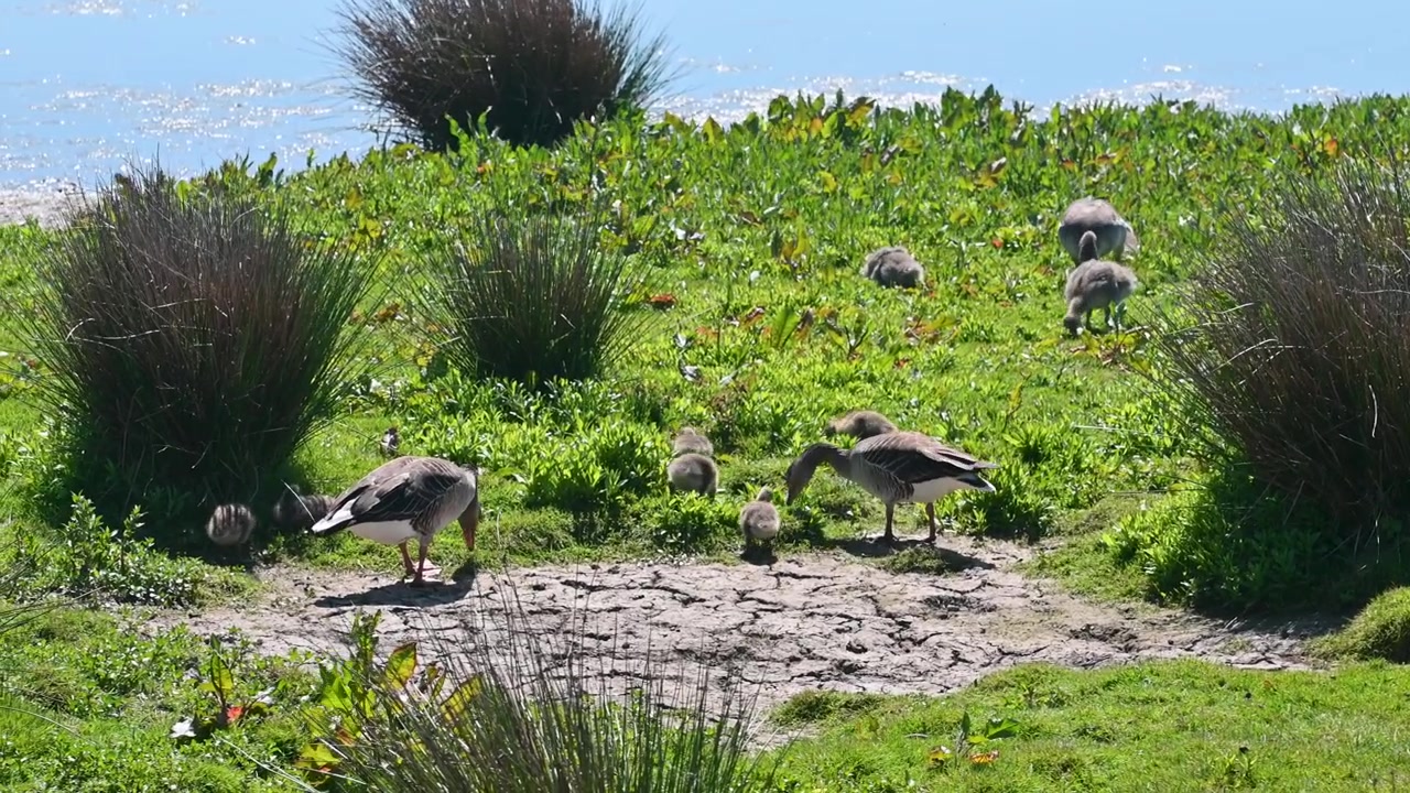 Manzaralı bir park alanında yeşil çimlerin üzerinde yürüyen gri kazlar