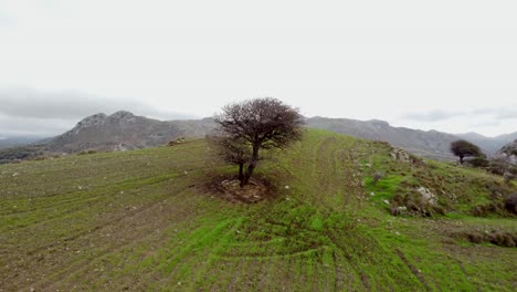 Ladera-Tranquila-En-Las-Montañas-De-Creta:-Vista-Aérea-De-Un-árbol-Solitario-En-Medio-De-Una-Exuberante-Vegetación-Y-Aire-De-Montaña