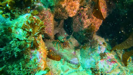 a curious crab greets the audience from its burrow