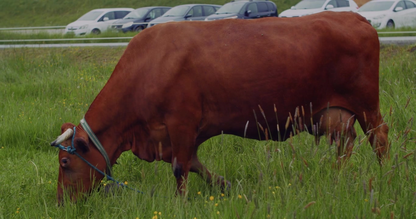 A brown cow with a bell grazes peacefully in a lush green field, with cars passing by on a road in the background.