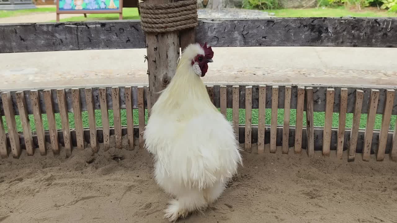 pollo blanco en un gallinero de madera