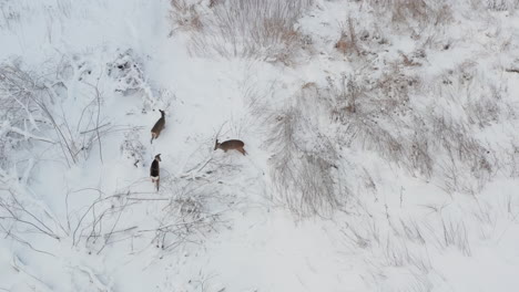 Blick-Nach-Unten-Auf-Die-Drei-Hirsche-Im-Winter