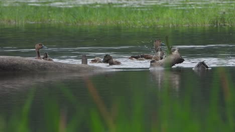 whistling duck - swimming - pond