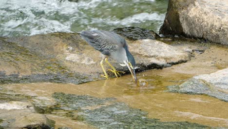 La-Garza-Estriada-Atrapó-Peces-Grandes-Y-Esperó-Hasta-Que-Dejara-De-Moverse-Para-Tragarlo,-El-Pájaro-Enjuagó-A-La-Presa-En-Aguas-Poco-Profundas