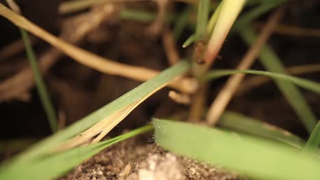 Top-down-view-of-disturbed-fire-ant-mound---highly-magnified-section-of-dirt-and-grass,-ants-using-the-grass-to-move-around