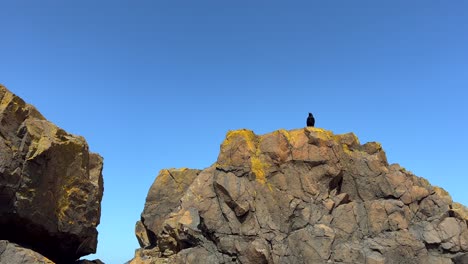 Krähenrabe-Schwarzer-Vogel,-Der-Sich-über-Dem-Großen-Gelben-Felsen-Unten-Von-Der-Spitze-Des-Felsigen-Klippenberges-Erstreckt