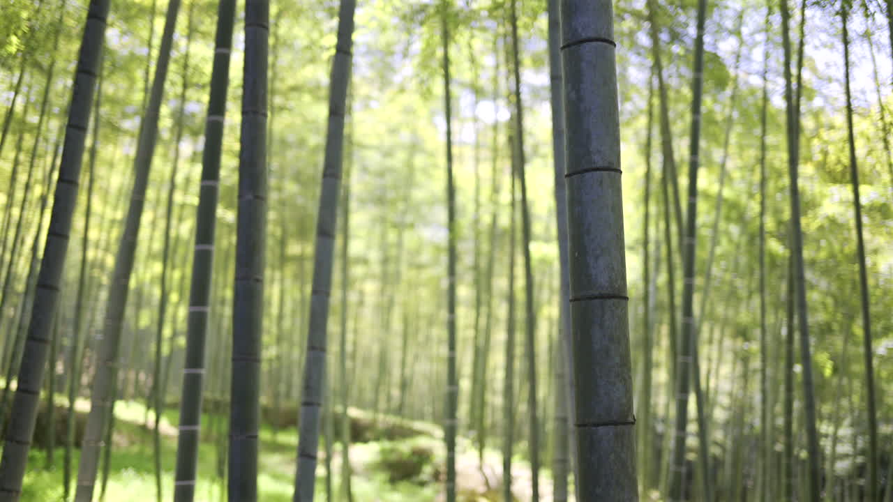 A tranquil walk through a lush bamboo forest reveals tall, straight stalks swaying gently in the breeze. Sunlight shining the leaves, creating a peaceful atmosphere. Kyoto, Japan, Fushimi Inari