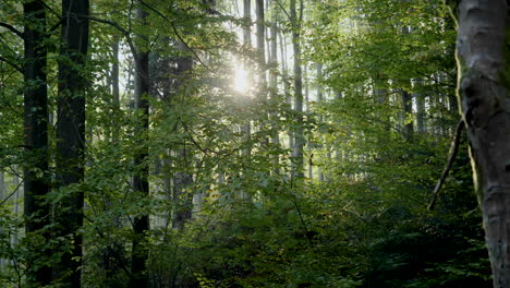 Sonne-Scheint-Durch-Die-Blätter-Mitten-Im-Waldzeitraffer