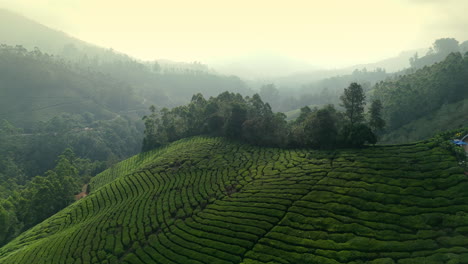 Panorama-Der-Wunderschönen-Nebligen-Teeplantage,-Erstklassige-Teeplantagen-In-Den-Hügeln-Von-Munnar,-Kerala,-Indien