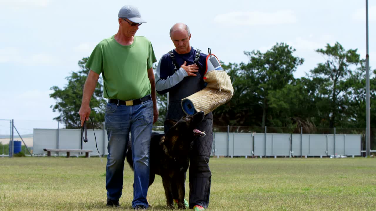 목자 개가 주인과 트레이너와 함께 산책 4k