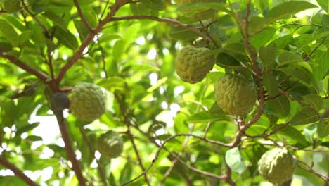 A-sugar-apple-on-it's-tree