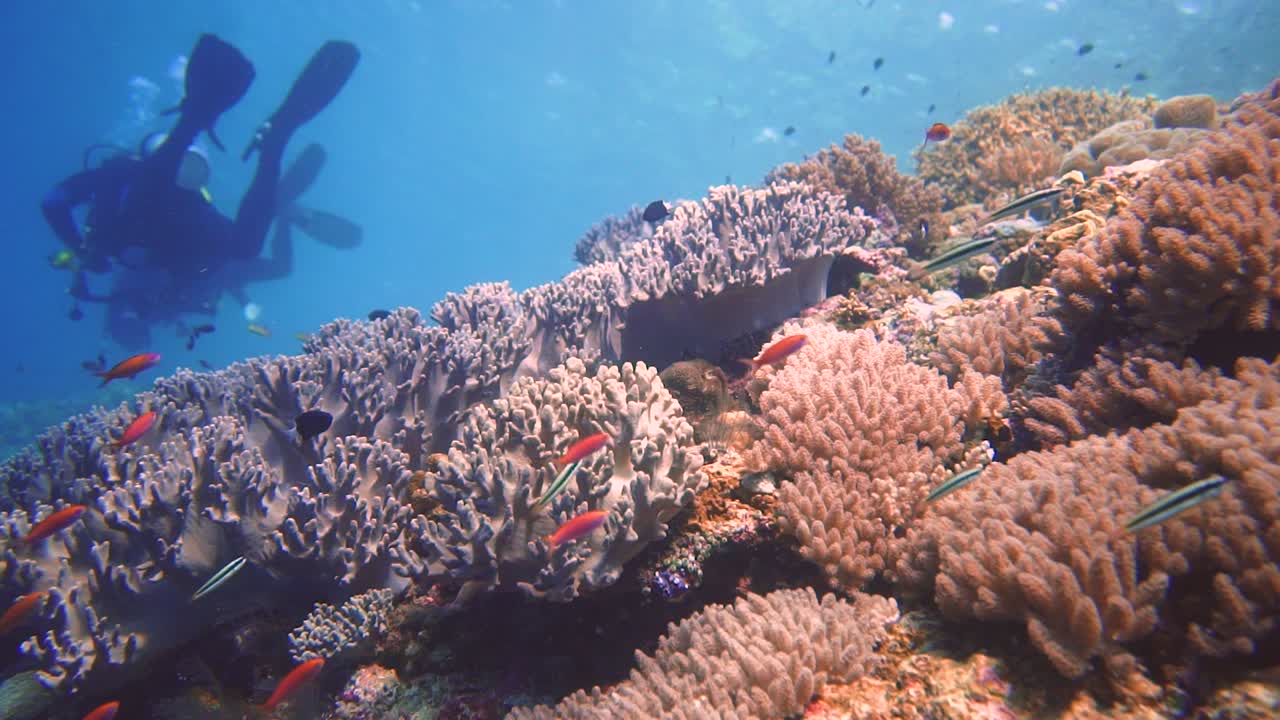 arrecife prístino en indonesia