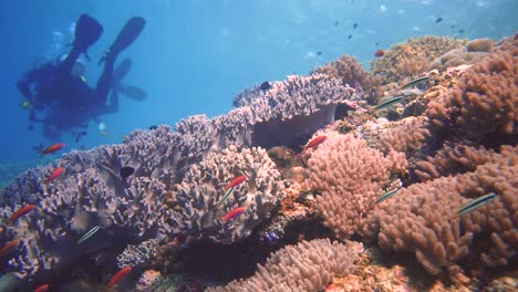 arrecife prístino en indonesia