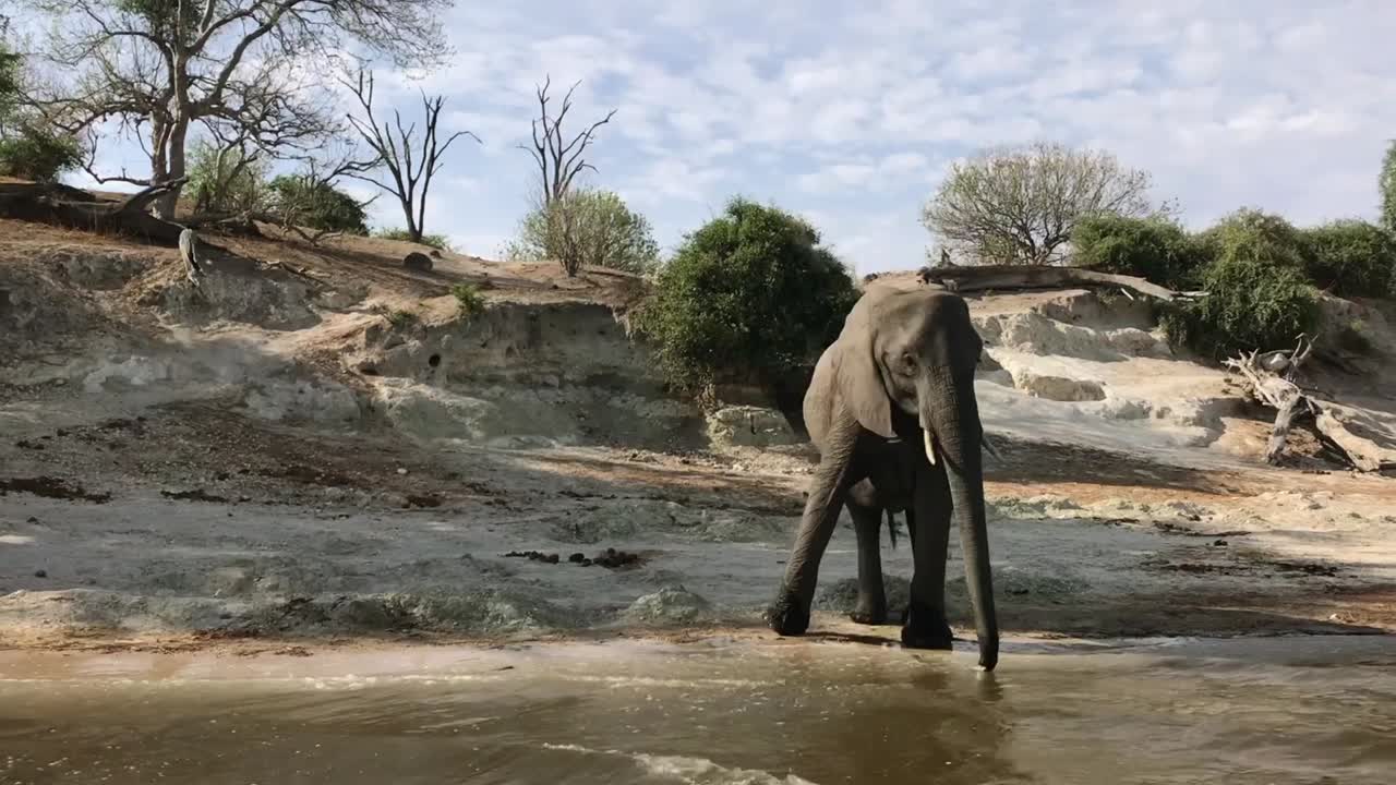 큰 성인 아프리카 코끼리가 물을 마시기 위해 강변에 서 있다