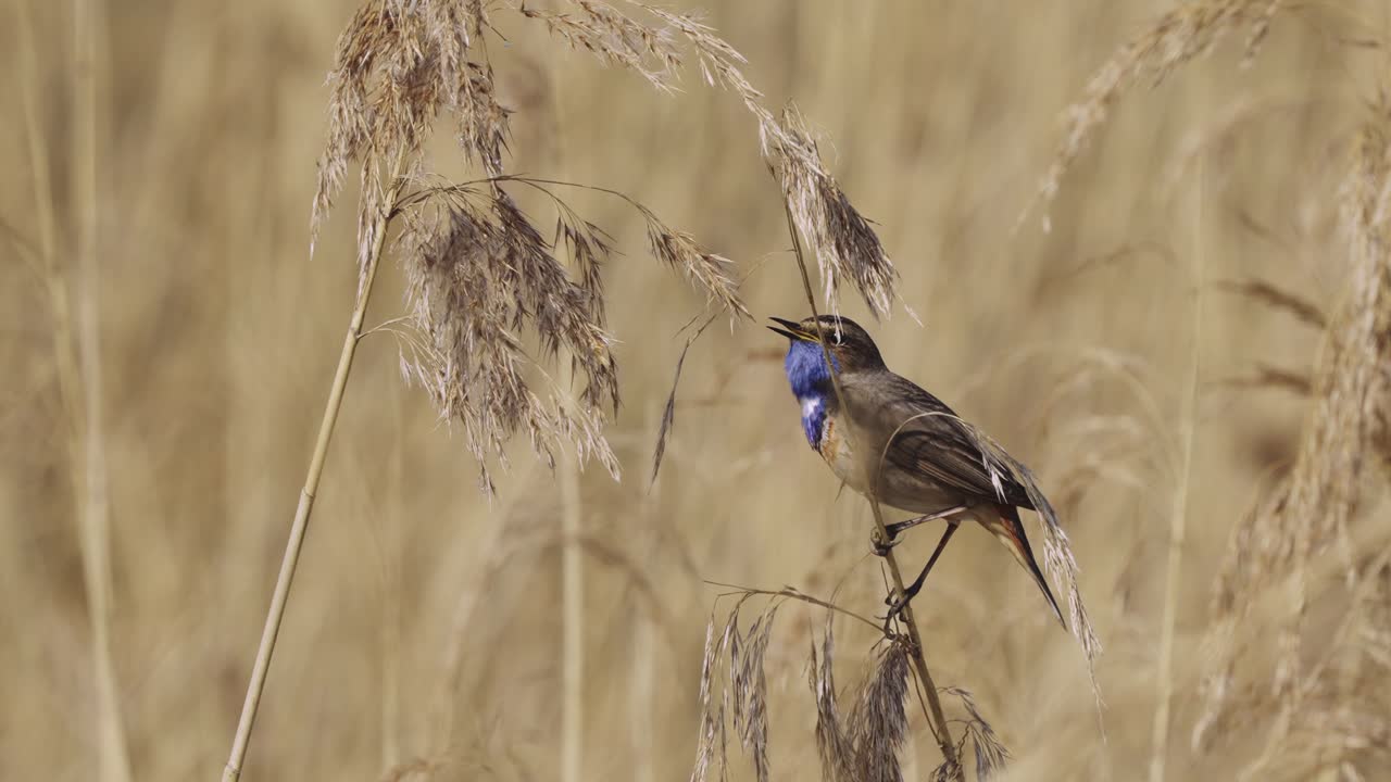 pájaro macho de pechiazul llamando y cantando mientras está en la hierba de pampa seca