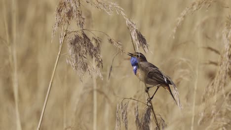 Pájaro-Macho-De-Pechiazul-Llamando-Y-Cantando-Mientras-Está-En-La-Hierba-De-Pampa-Seca