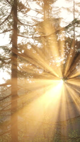 rayos de sol brillando a través de los árboles en un bosque de niebla