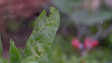 slow motion closeup of chard leaves watered with a sprinkler in a vegetable garden