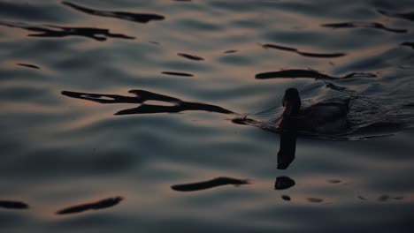 duck swimming alone in the lake at sunset time