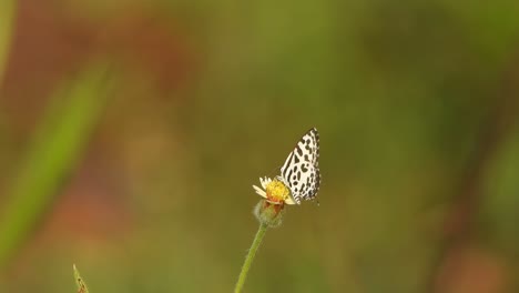 Schmetterling-In-Blüte-...