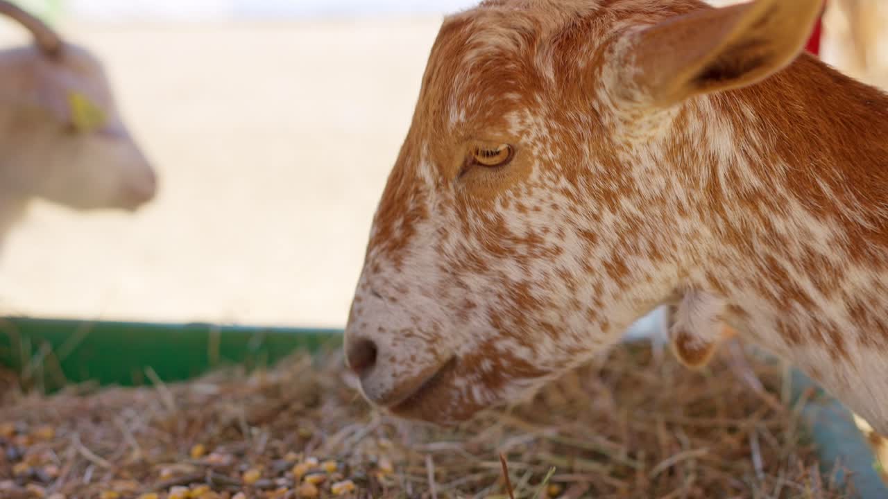 Nahaufnahme einer gefleckten Ziege, die Heu und Getreide auf einem Bauernhof frisst