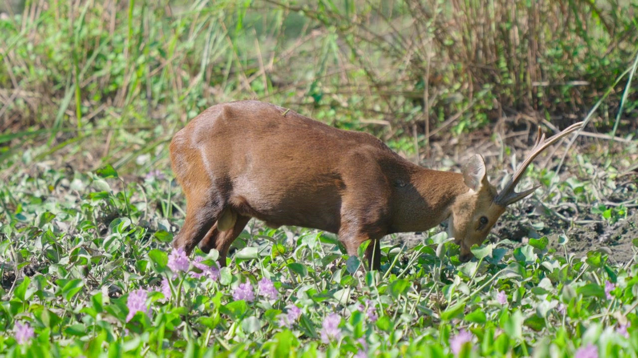 Un maestoso cervo Barasingha, conosciuto anche come cervo delle paludi, pascola pacificamente in una vibrante zona umida verde con fiori viola, mostrando autentica fauna selvatica.
