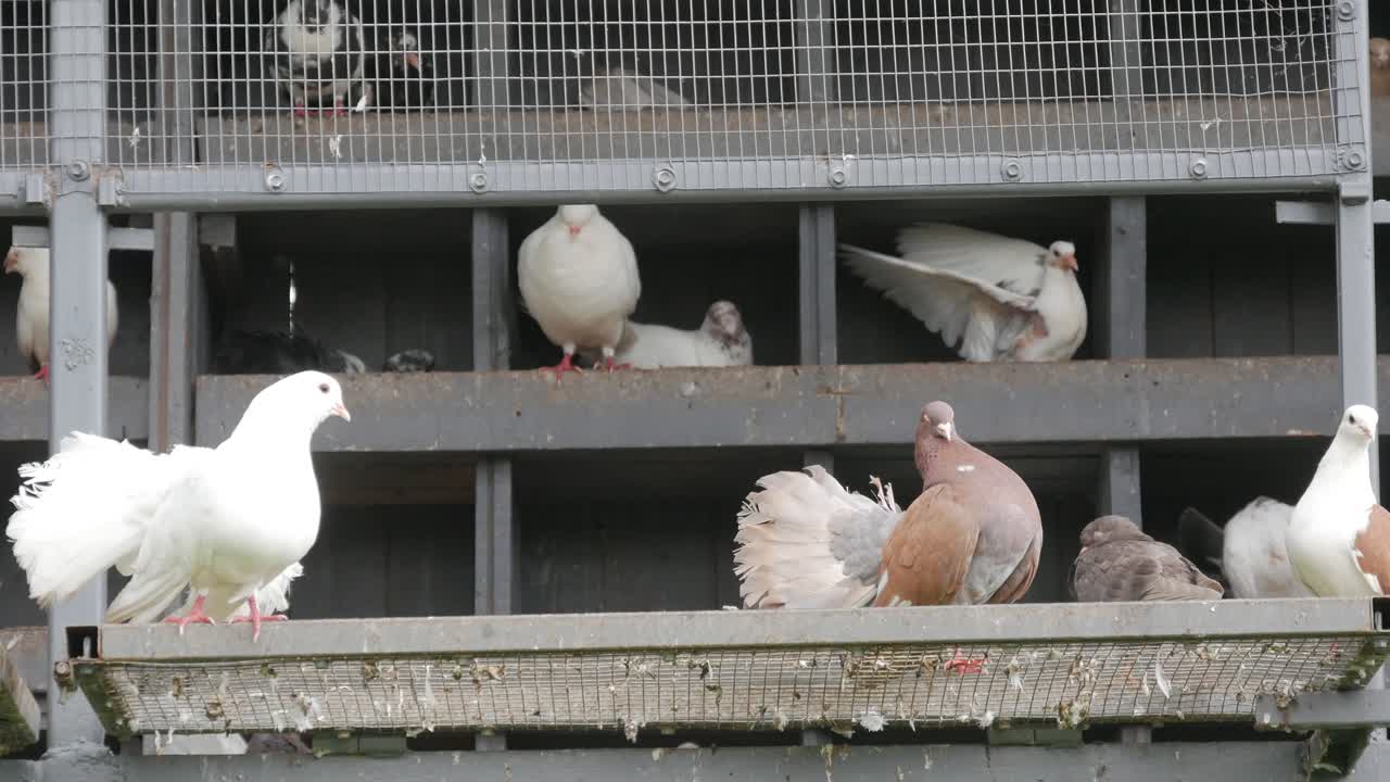 Corteggiamento tra colombe nello zoo