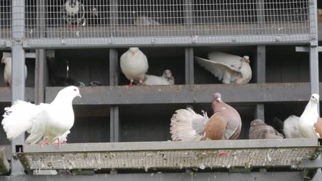 courtship between doves in the zoo