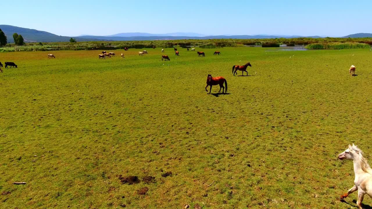 murciélagos y vacas en tonga lago el kala argelia