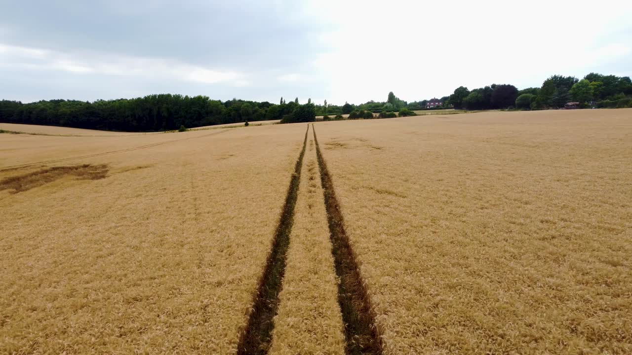 Langsame und tiefe Drohnenaufnahme, die Traktorspuren in einem Weizenfeld folgt