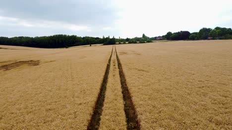 low and slow footage of a drone following tractor tracks in a wheat field