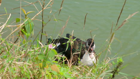 domestic muscovy duck swims along the shore on green pond and feeds with green grass - close-up tracking