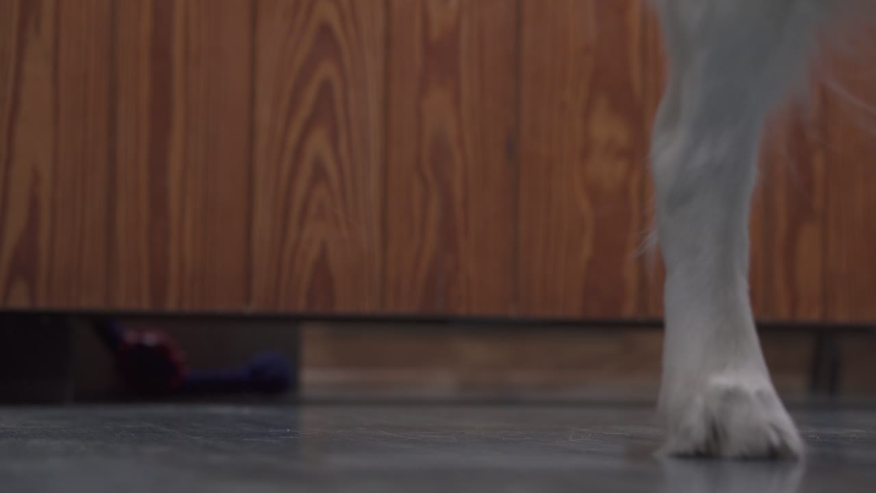 지루한 푸른 나무 바닥에 흰 머리를 가진 아름다운 골든 리트리버 개