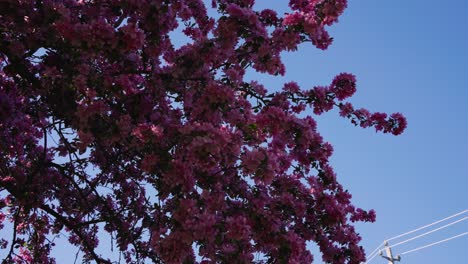 ramas de cerezos en flor de sakura ondeando suavemente en el viento en un día soleado en cámara lenta
