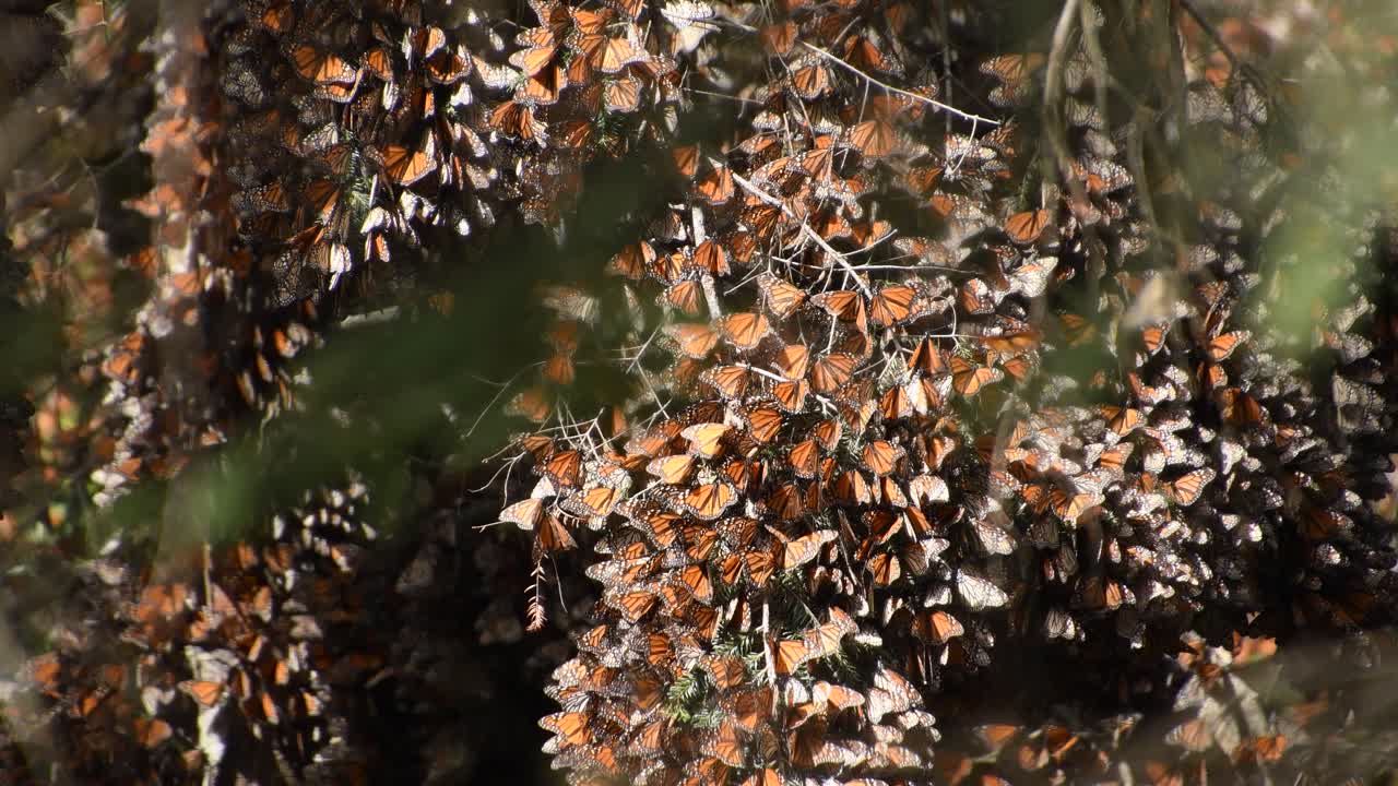 imágenes cinematográficas de la mariposa monarca durante un día soleado