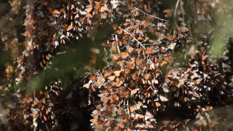 cinematic-footage-of-monarch-butterfly-during-a-sunny-day