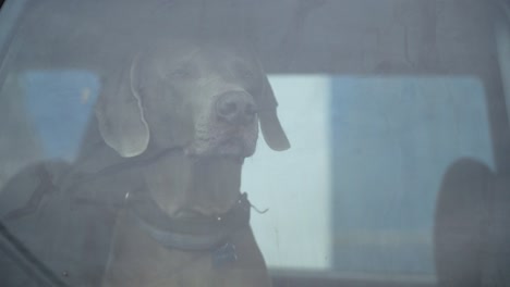el perro se estremece y permanece solo en el coche cerrado. dejar a las mascotas cerradas en los coches nunca es seguro. peligro de sobrecalentamiento o hipotermia. negligencia del dueño y amenaza para la salud