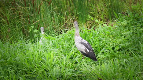 asian openbill storks resting on green grass - close up