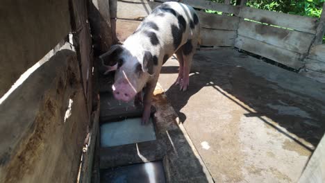 healthy spotted pig drinking water in a rustic farm pen
