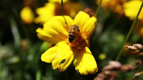 bee interacting with a yellow flower in piedmont