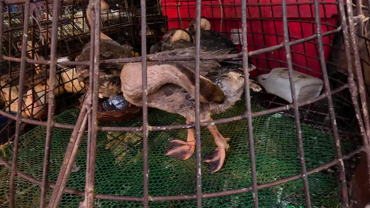 un ganso confinado en una jaula, moviéndose inquieto.