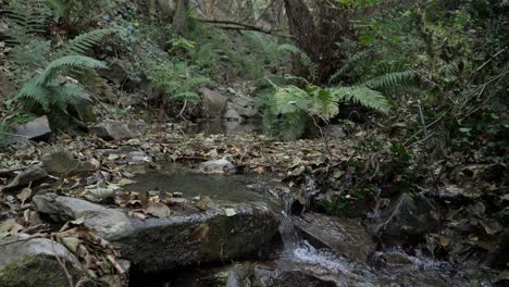 Fluss-Hinter-Gras-Im-Wald