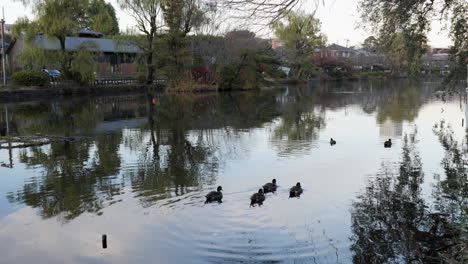 one of the best times to see the ducks is at sunset