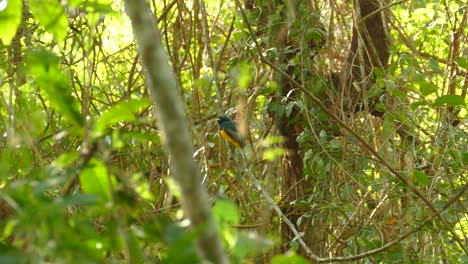 panning realtime footage of untouched rainforest growth in panama, showing a beautiful blue and gold tropical bird in the background perched on a hanging vine