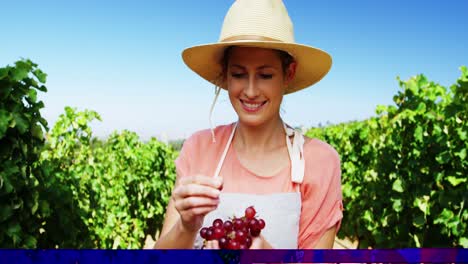 Happy-woman-eating-grapes-in-vineyard