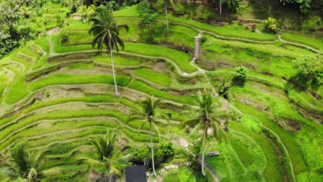 green and lush rice terraces of tegallalang on bali island, indonesia